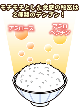 モチモチの食感の秘密は2種類のデンプン