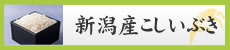 新潟県産こしいぶき