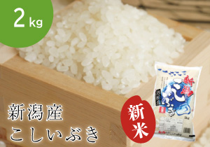 koshiib2