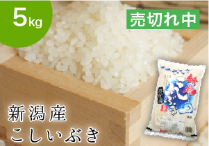 koshiibuki5.jpg