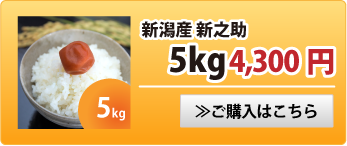 新之助5kg