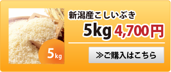 新潟産こしいぶき5kg