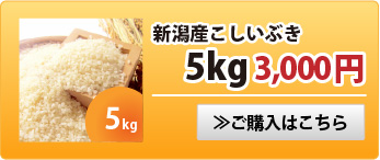 新潟産こしいぶき5kg