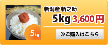 新之助5kg